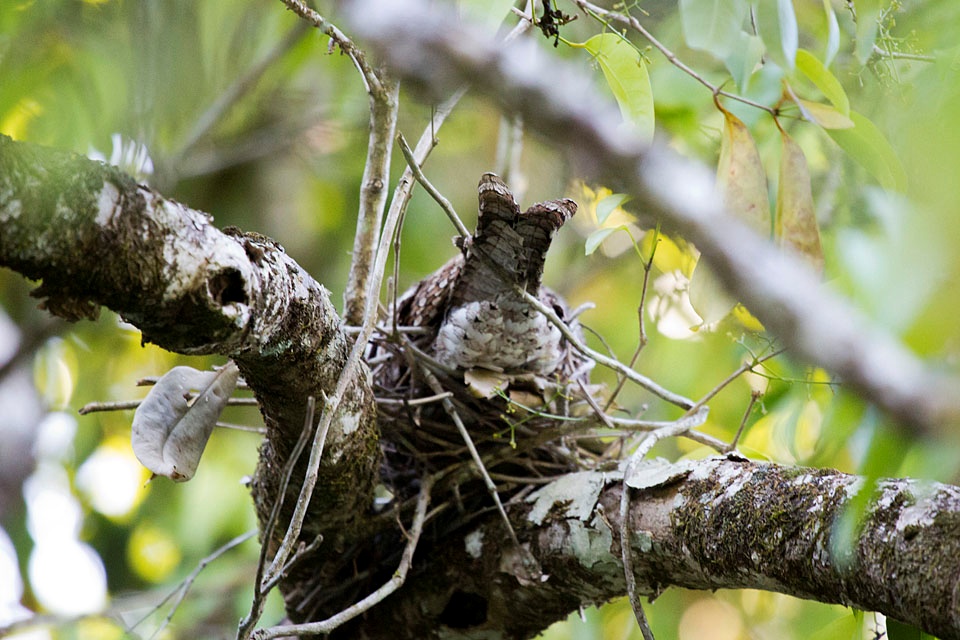 Papuan Frogmouth (Podargus papuensis)